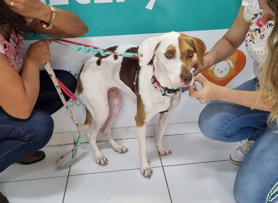 A cadela Mirabel encontrada após mobilização nas redes sociais, que recebeu medalhinha com QR Code