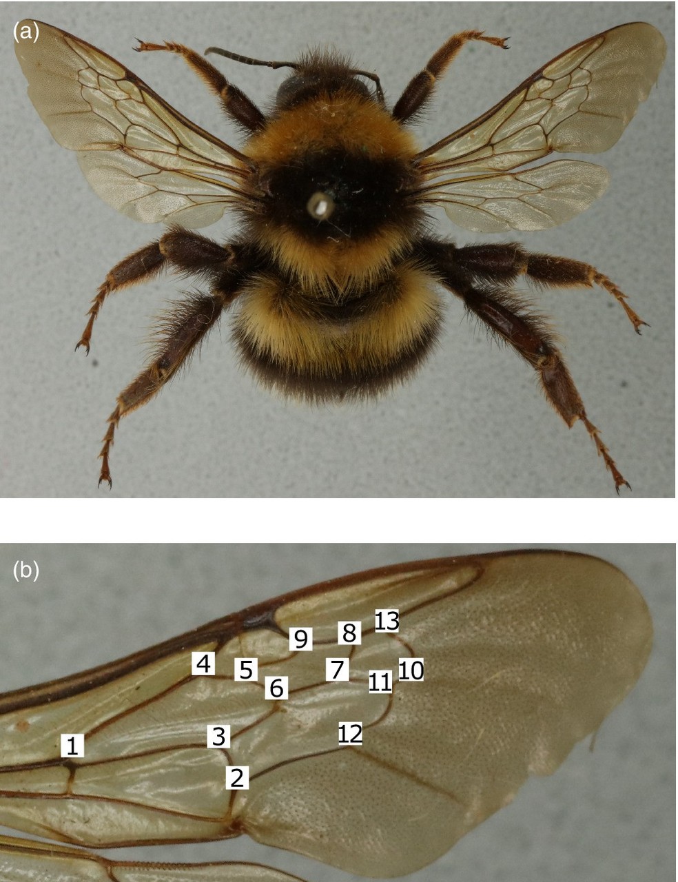 Imagem dorsal de uma abelha fêmea da espécie Bombus hortorum alfinetada. — Foto: Andres N. Arce et.al