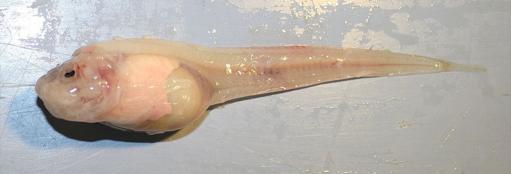 O peixe-caracol Mariana (Pseudoliparis swirei) foi encontrado a mais de 8 mil metros de profundidade. (Foto: Universidade de Washington)
