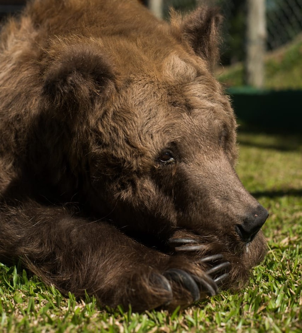 Ursa Que Ficou Conhecida Como Mais Triste Do Mundo Morre Em Santuario De Animais Em Sp Vale Do Paraiba E Regiao G1