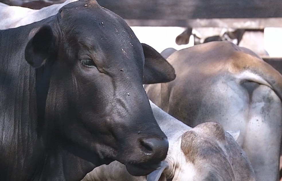Quadrilha organizada age para furtar cabeças de gado no Centro-Oeste Paulista — Foto: Reprodução/TV TEM
