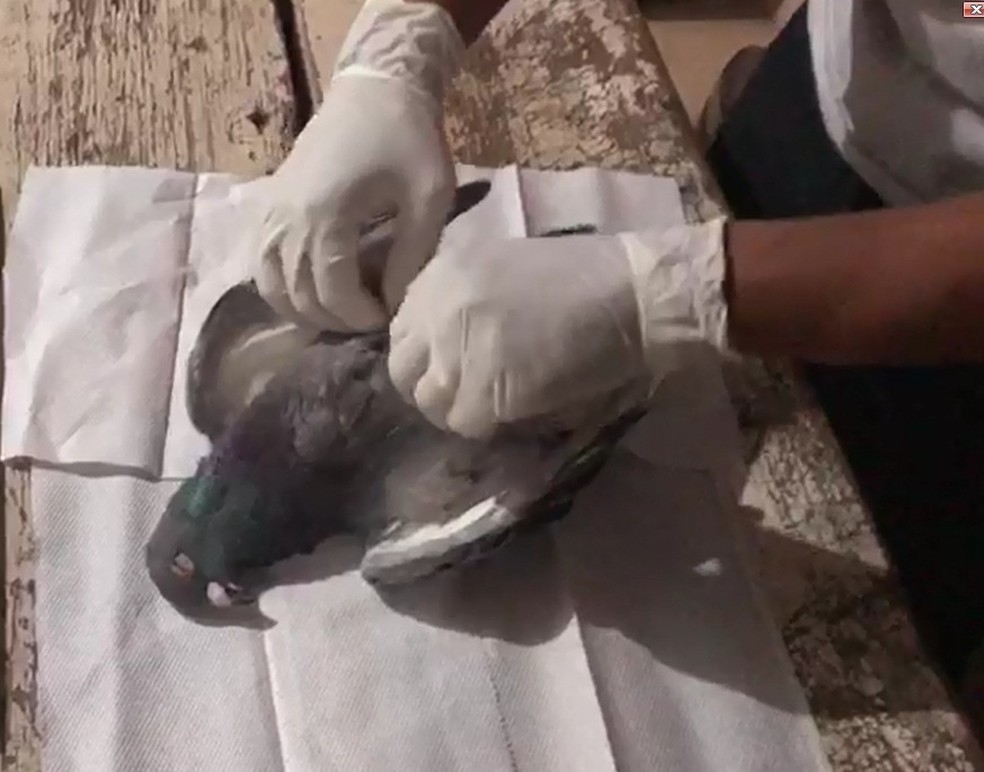 Agentes suspeitaram de peso do pombo — Foto: Polícia Militar / Reprodução