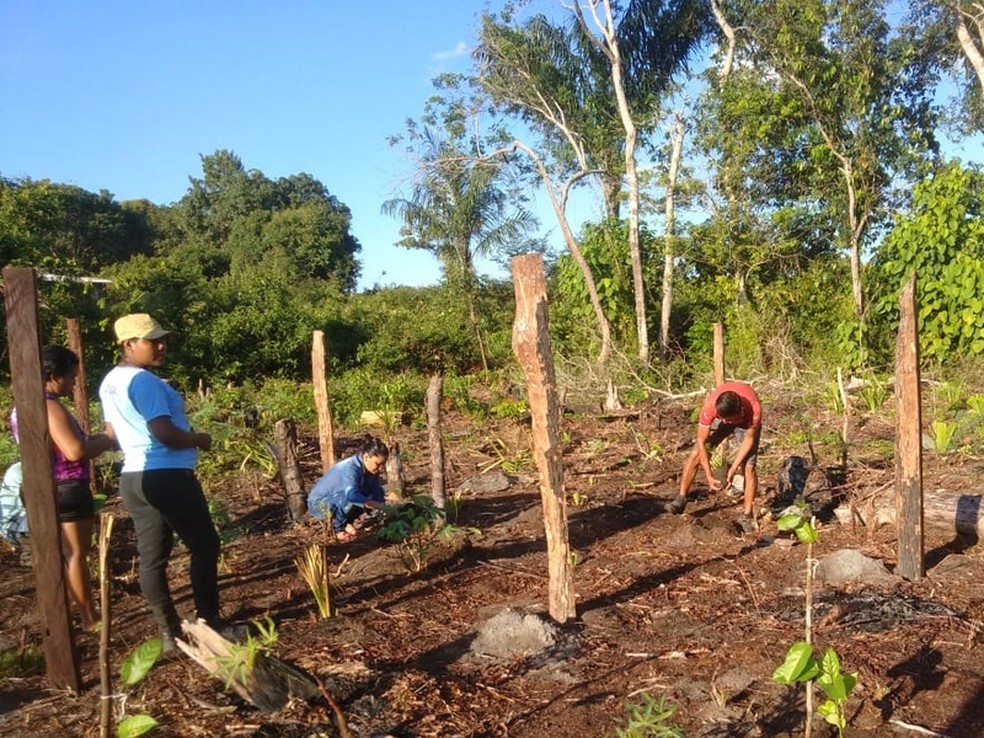 Plantio de mudas na comunidade de Parauá — Foto: Divulgação/ Isco Ufopa
