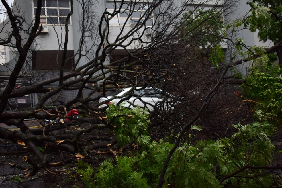 Após tempestade árvore cai na rua 26 de Agosto, região central da Capital de MS. — Foto: Corpo de Bombeiros/Divulgação