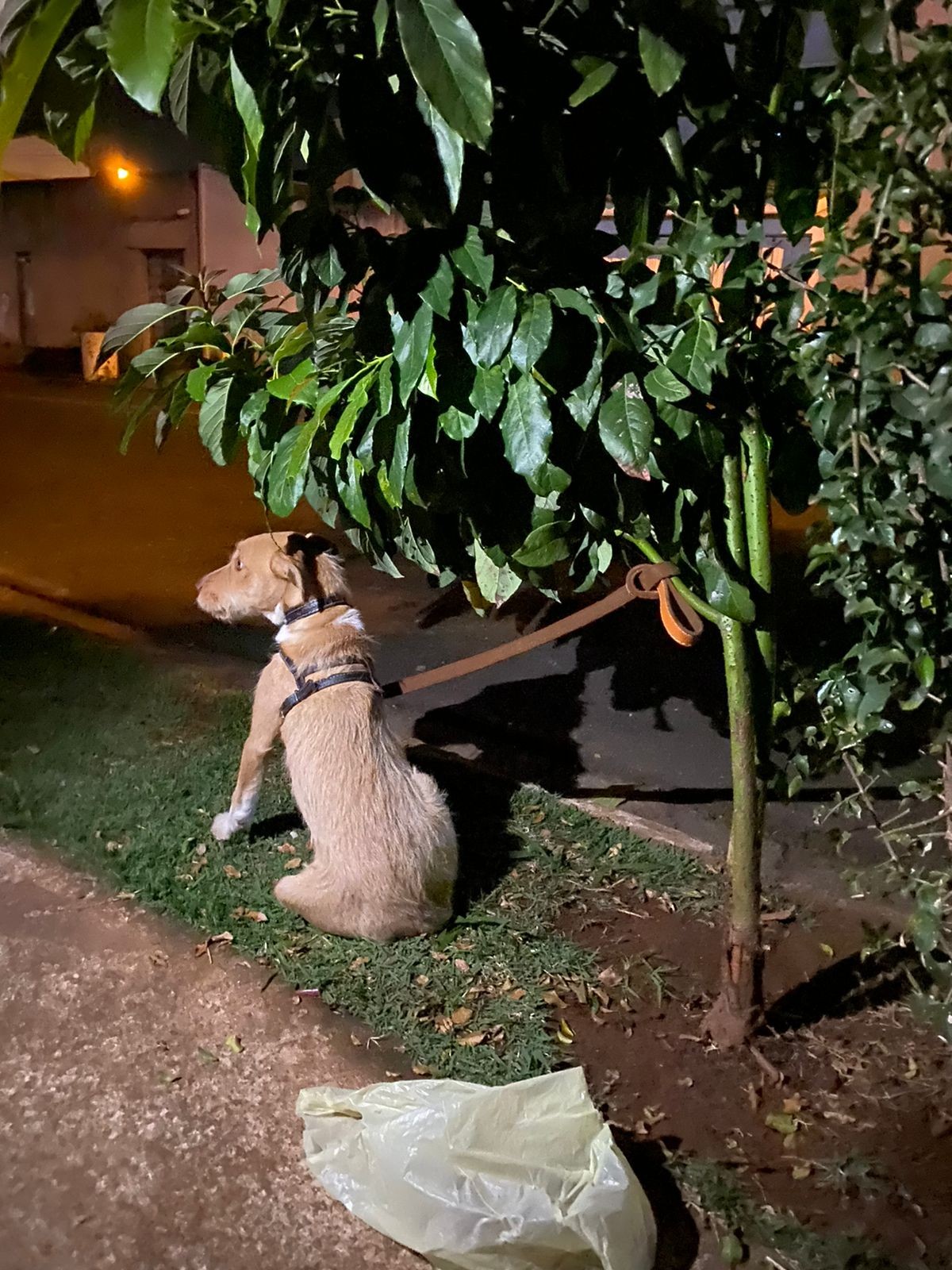Cachorro abandonado amarrado a árvore ganha nova família em Sorocaba