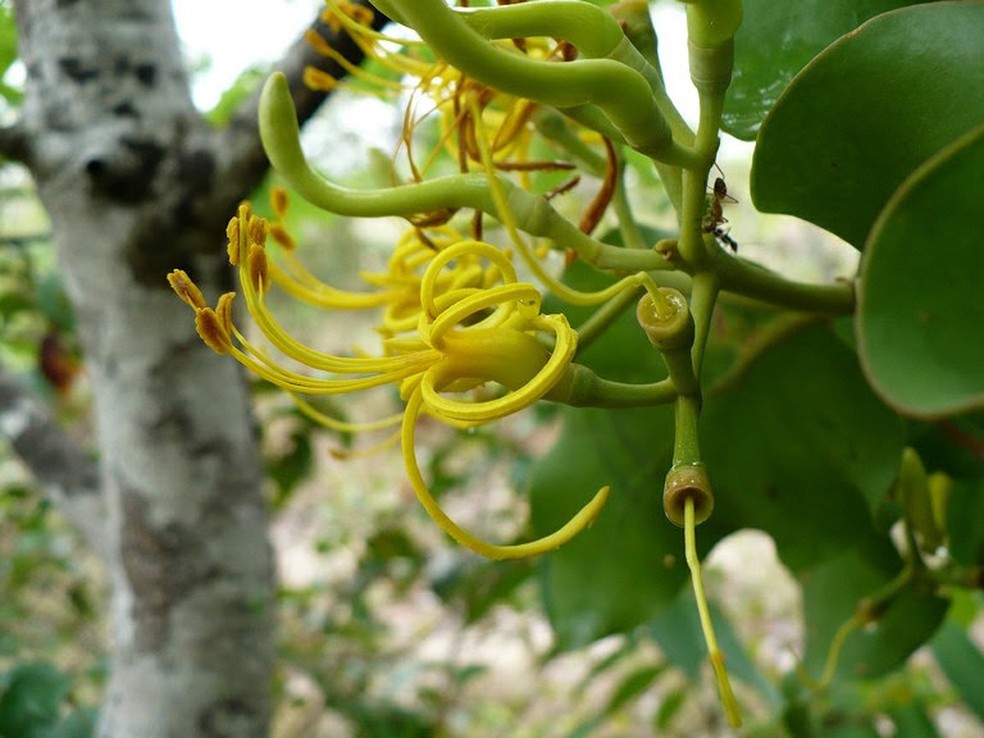 Pesquisa Descobre Que Ervas De Passarinho Estao Sendo Polinizadas Por Abelhas Em Alter Do Chao Santarem E Regiao G1 Antes limitada a poucos grupos, o uso de máscaras em perfumes e especiarias ainda eram usados como remédio —e o bico surgiu como um recipiente para encher de ervas e aromáticos com o. ervas de passarinho