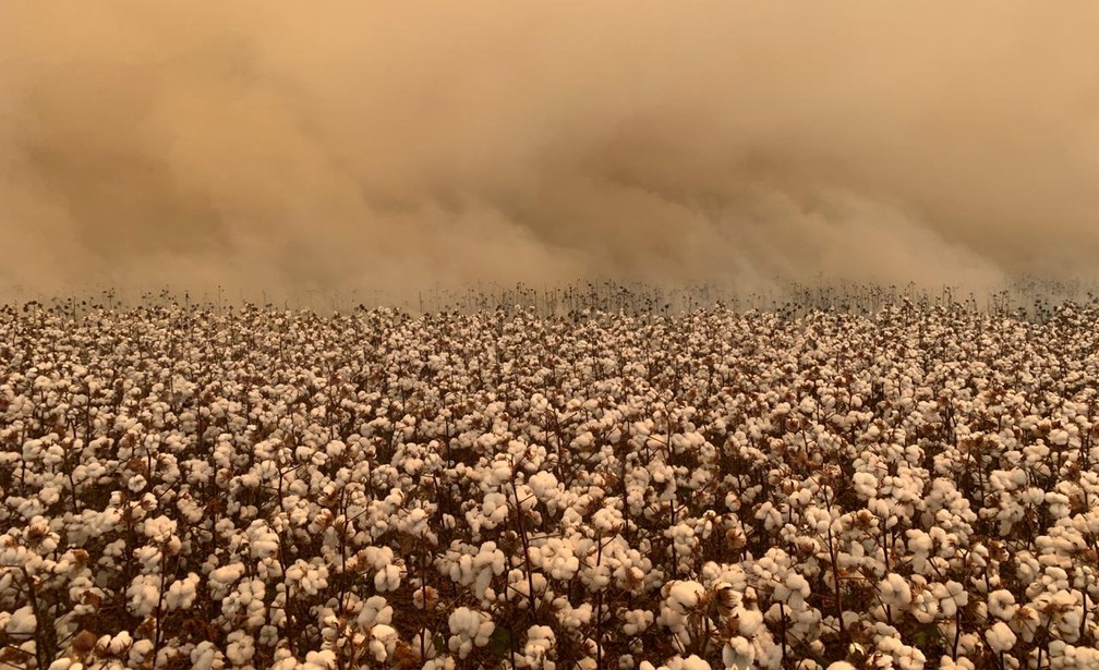 Incêndio destrói grande lavoura de algodão — Foto: Divulgação