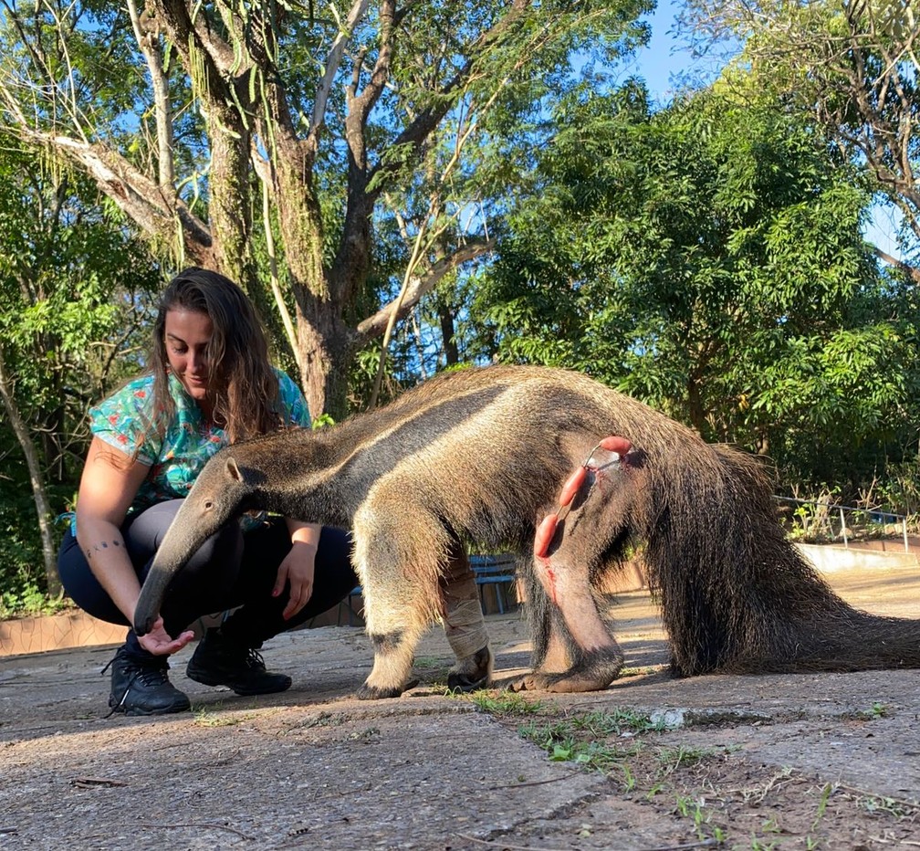 Atualmente, Cleiton já caminha sozinho e retorno à natureza é avaliado pela equipe técnica — Foto: Arquivo pessoal/Érica Silva Pellosi