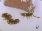 Moradores reclamam de infestação de escorpiões em Jardinópolis, SP