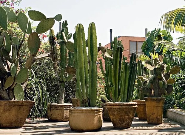 Que plantas escolher para locais com pouca luz e sombrios