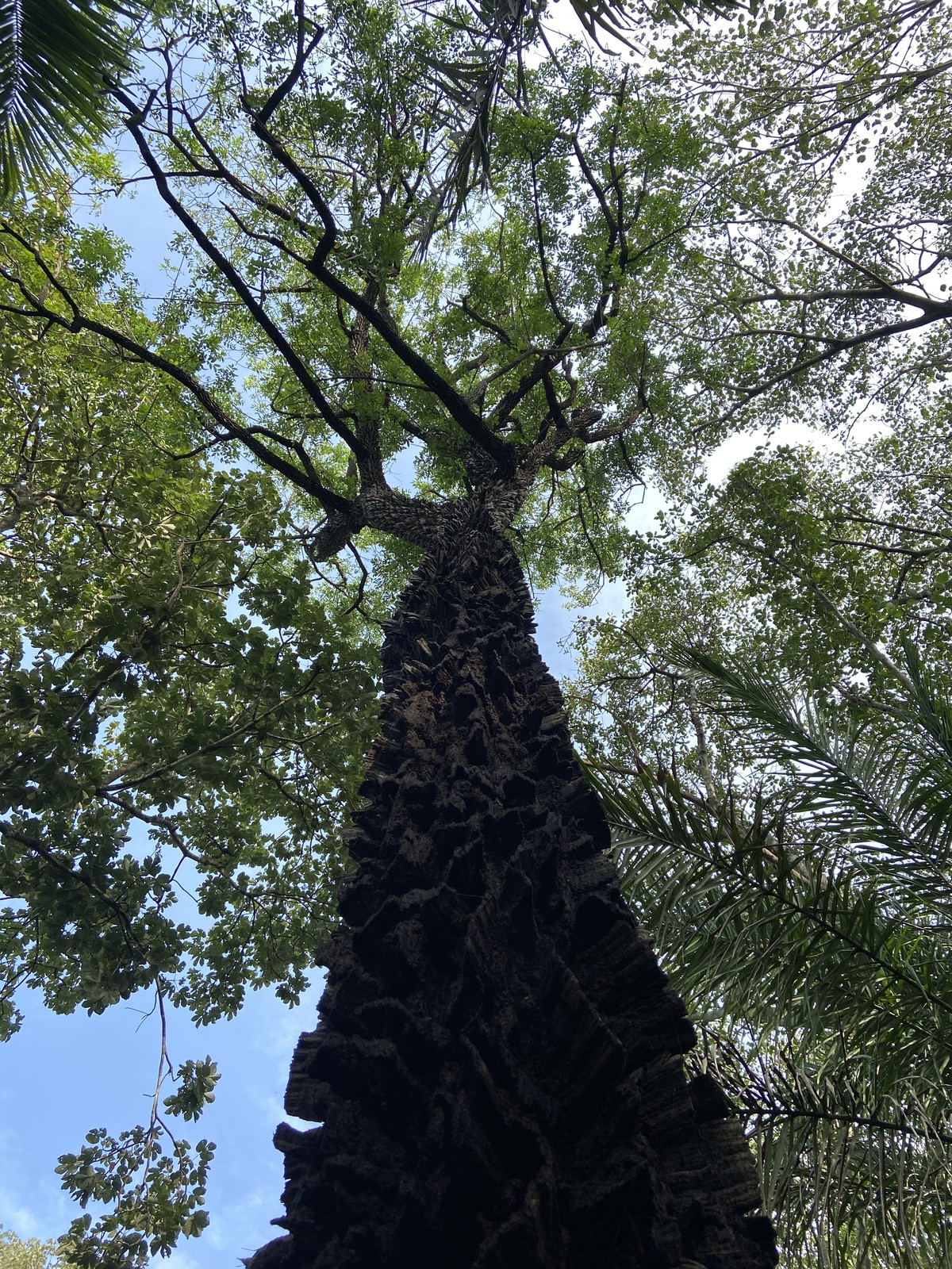 Conheça a árvore apelidada de cera-cozida no Pantanal | Terra da Gente | G1