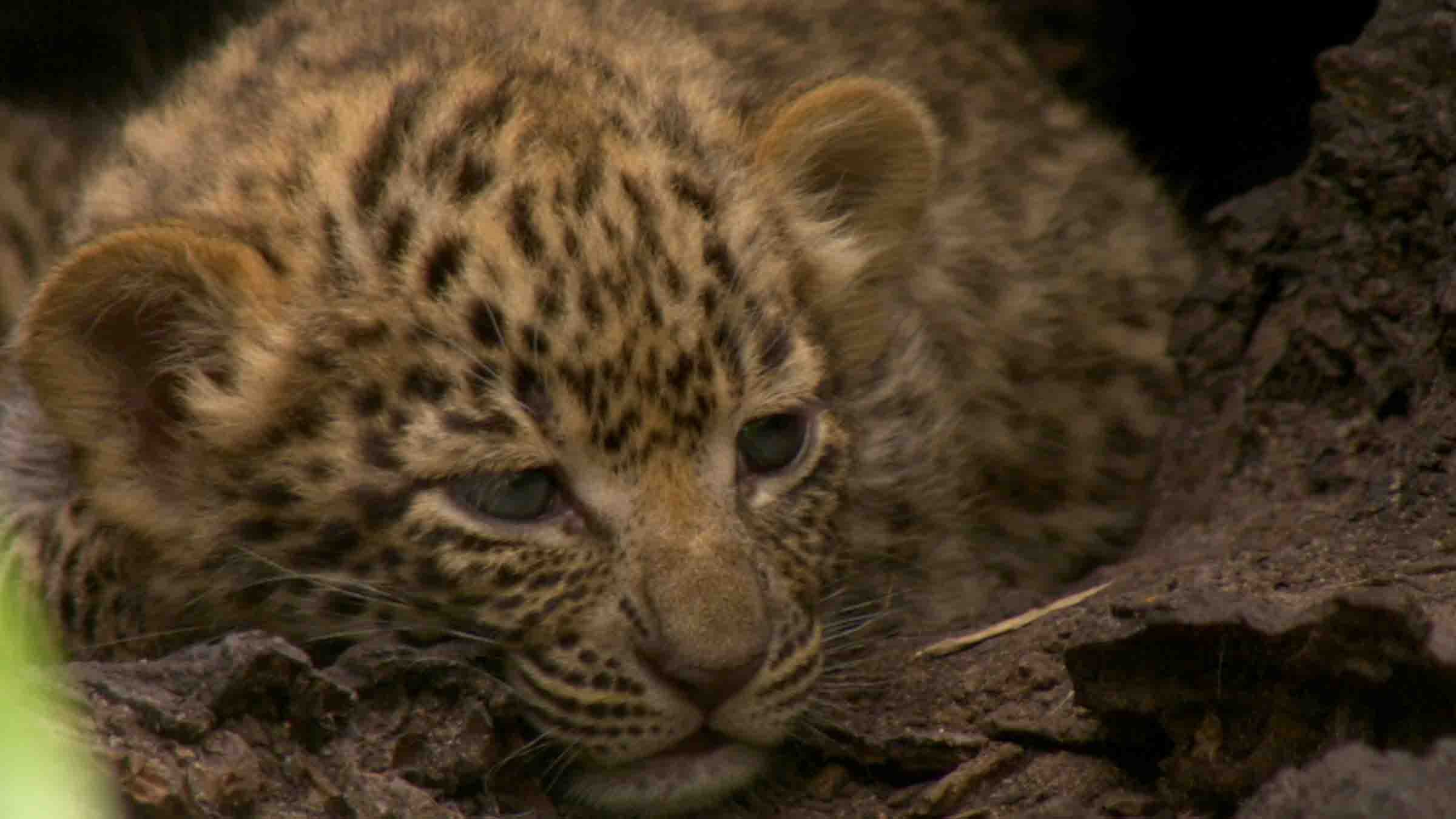Conto Do Leopardo: Olhos de Jade (Foto: Divulgação)