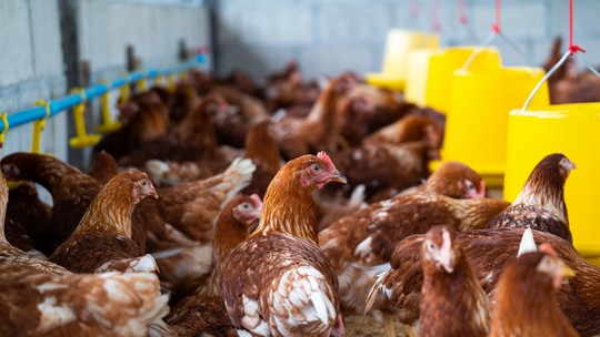Gripe aviária: produtores devem elevar cuidados nas granjas. Veja as principais medidas