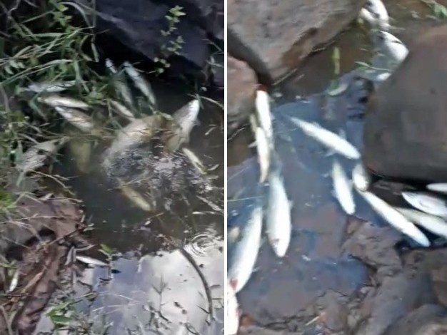 Moradores registram vários peixes mortos no Rio Paranapanema em Piraju; vídeo