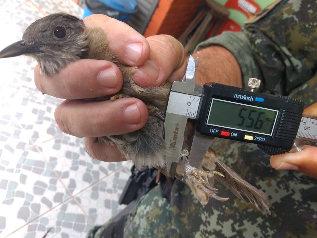 Fiscalização encontra aves silvestres mantidas irregularmente em cativeiro e aplica R$ 6,5 mil em multas thumbnail