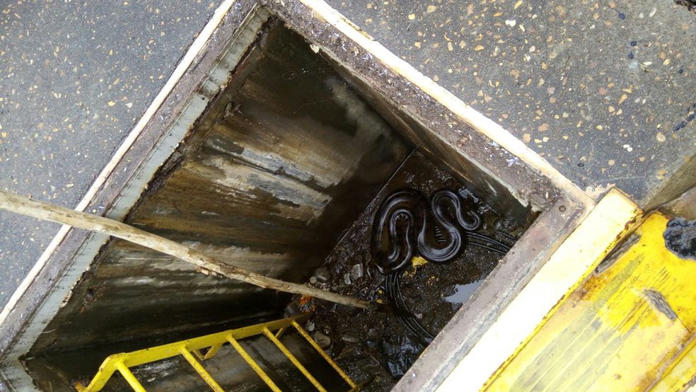 Animal estava dentro de fosso (Foto: Corpo de Bombeiros/Cedida)