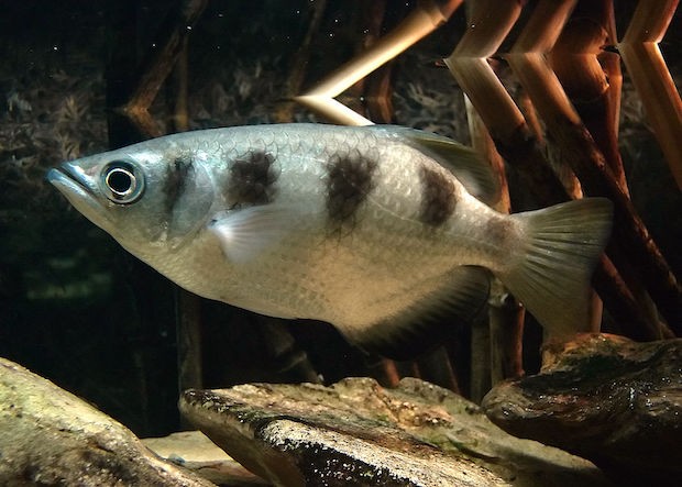 Peixe-arqueiro (família Toxotidae) (Foto: Chrumps/ Wikimedia Commons/ CreativeCommons)