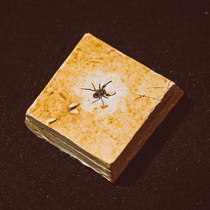 Batizada em homenagem a Pabblo Vittar, a aranha Cretapalpus vittari viveu na Chapada do Araripe há 122 milhões de anos. É considerada o fóssil mais velho de aranha já registrado na América. (Foto: Erika Lima)
