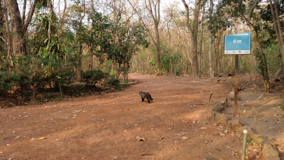 Gatos abandonados acabam morando no horto florestal de Rondonópolis — Foto: Emerson Sanchez/TV Centro América