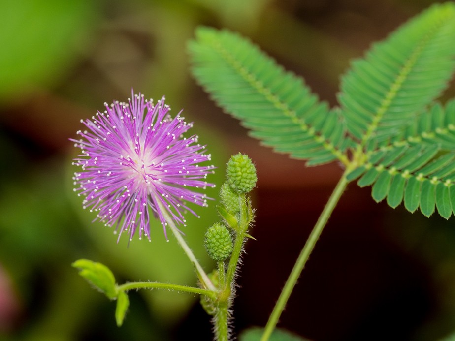 Também conhecida como não-me-toques, a sensibilidade da Mimosa pudica é fonte de estudos científicos