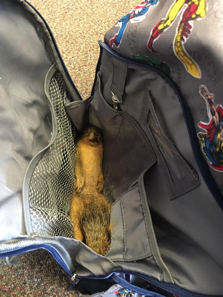 O esquilo na mochila de Brylan (Foto: Reprodução/ Her view from home)