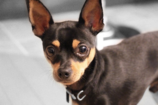 Pinscher on close-up on black and white background (Foto: Getty Images/iStockphoto)
