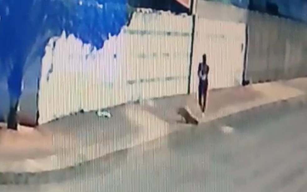 Vídeo mostra quando homem atira e atinge cão Gerente; animal acabou morrendo   — Foto: Reprodução/ TV Anhanguera