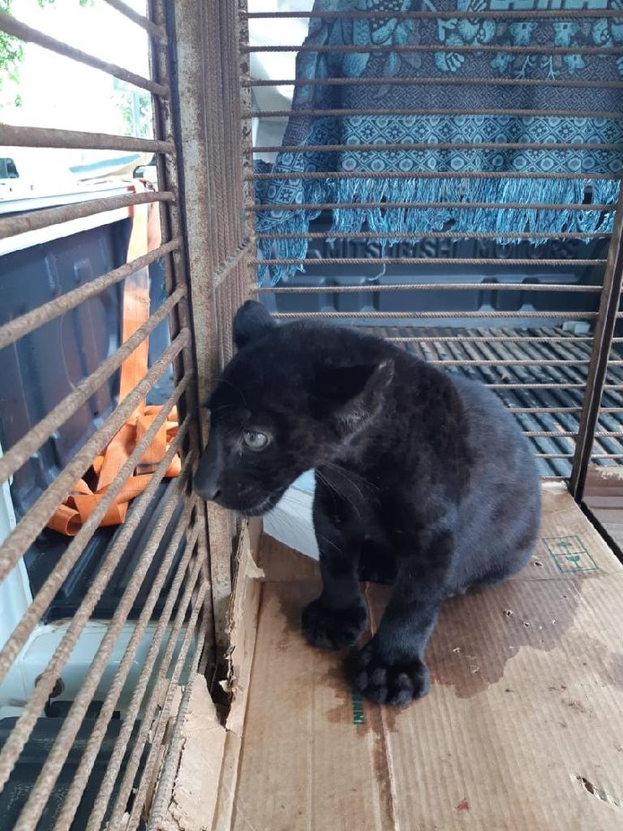 Filhote foi encaminhado para hospital veterinário e passará por tratamento antes de ser solto novamente. — Foto: Sema-MT/Assessoria