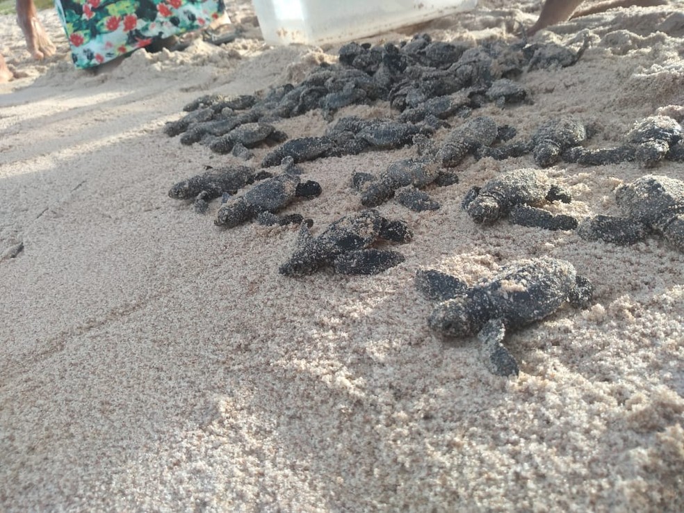 ONG Guajiru salva mais de 11 mil filhotes de tartarugas e consegue os melhores números dos últimos cinco anos — Foto: Rita Mascarenhas/ONG Tartarugas Urbanas Guajiru