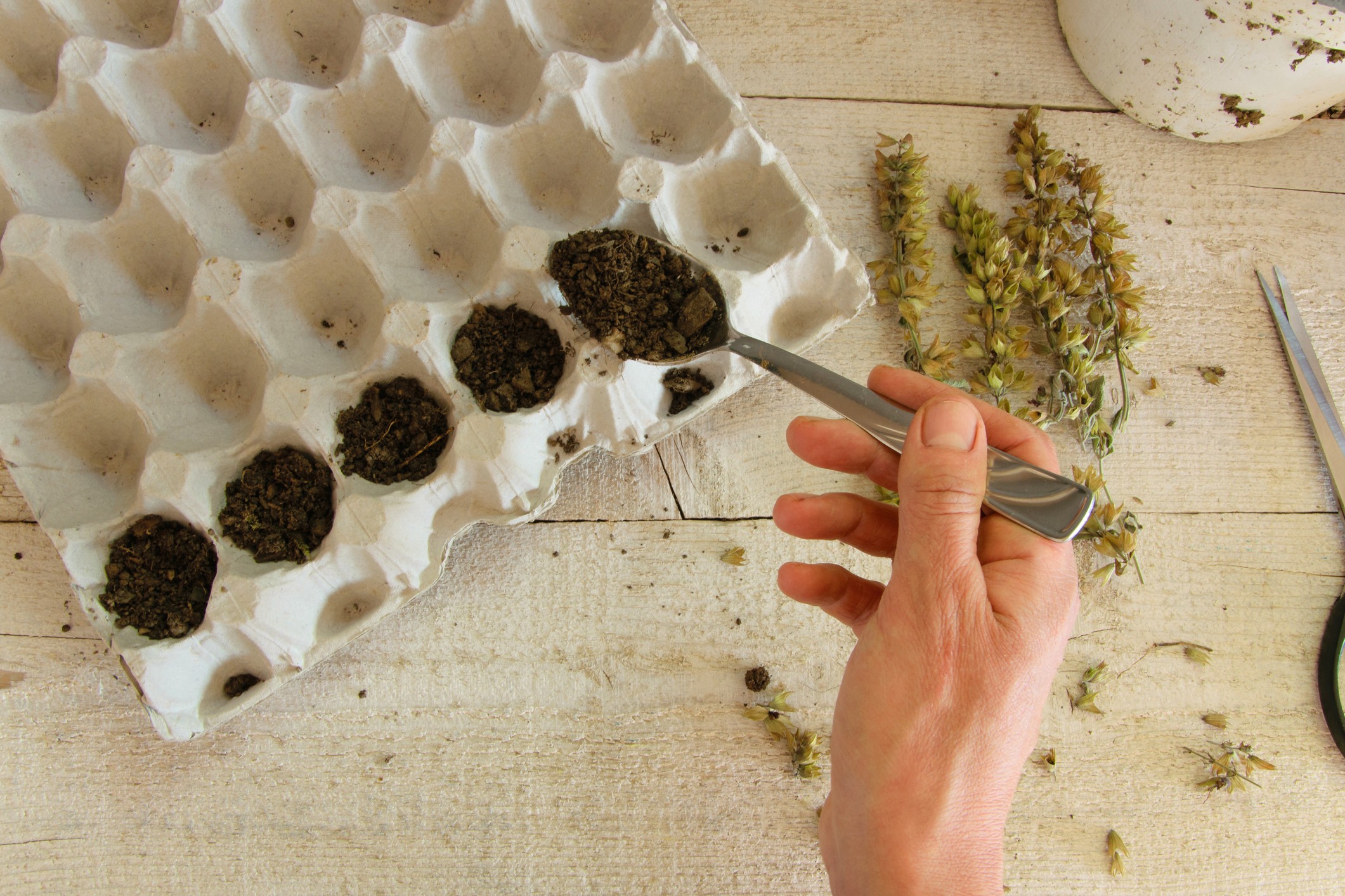 The top view of a woman's hands planting sage seeds in egg carton to make them sprout. Concepts - gardening, DIY, small business, hobbies (Foto: Getty Images/iStockphoto)