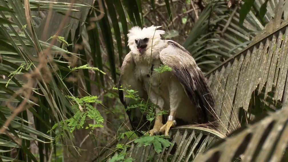 Filhote de harpia voa após ser solta em Ariquemes, RO — Foto: Rede Amazônica/Reprodução