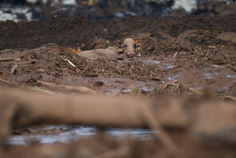 Vaca atolada na lama que vazou da barragem em Brumadinho — Foto: AFP/Douglas Magno