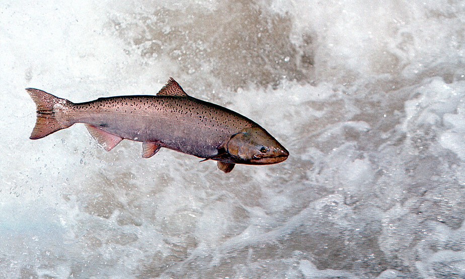 Aquecimento das águas do Ártico ameaça corrida do salmão no Alasca