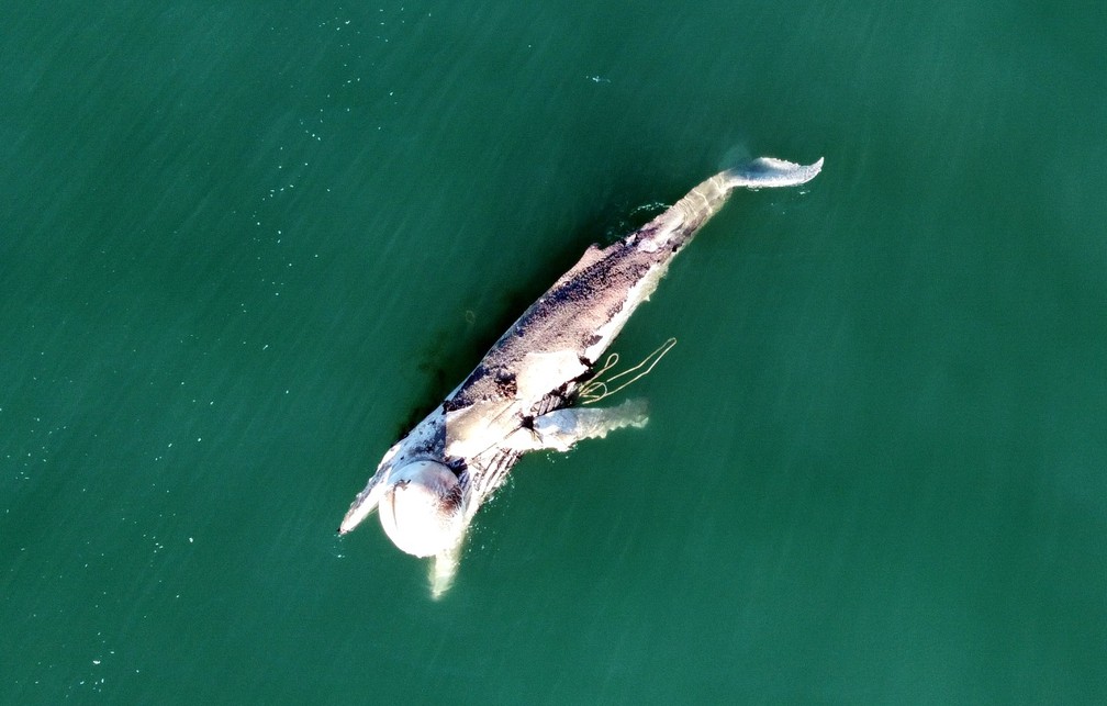Baleia-jubarte com material de pesca preso ao corpo foi avistada morta em Florianópolis  — Foto:  Emanuel Ferreira/R3 Animal