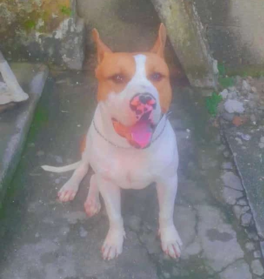 Arrasca: Cachorro da raça pitbull é morto em São Gonçalo; família acusa Polícia Civil, que lamenta