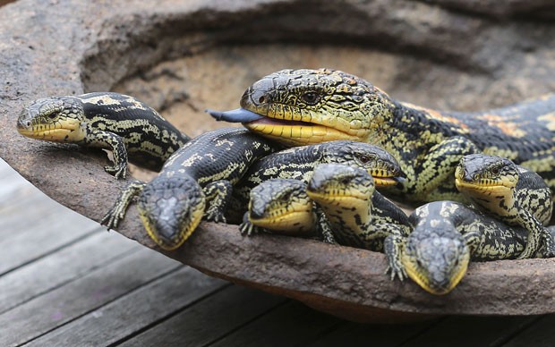 Fêmea deu à luz sete filhotes de lagartos de língua azul (Foto: Rob Griffith/AP)