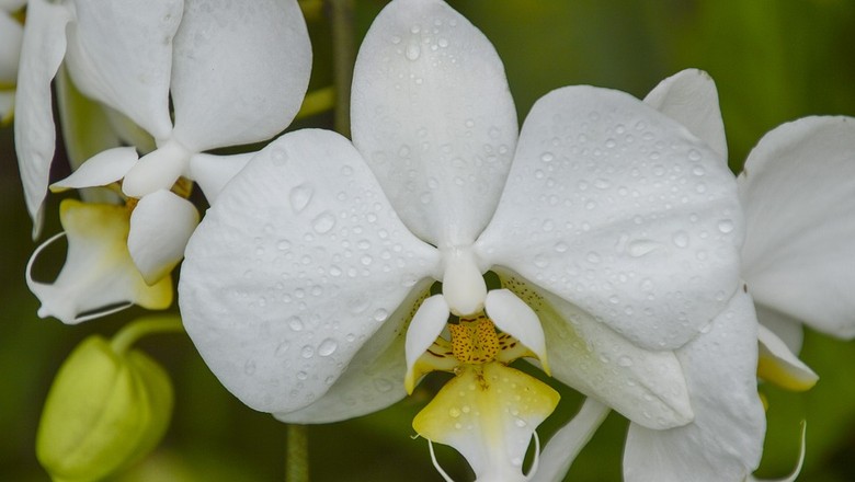 Orquídea é boa pedida para alegrar a casa com temperaturas mais amenas  (Foto: Pixabay)
