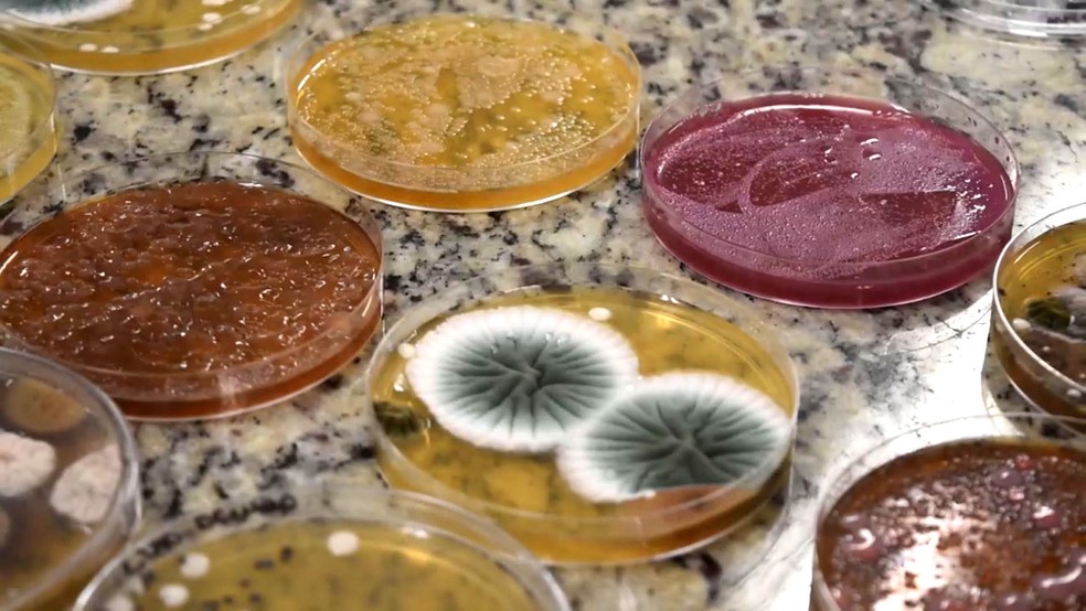 Milhões de fungos e bactérias encontrados em itens que ficam sobre a pia de cozinhas domésticas. Pesquisa foi feita em Campinas. — Foto: Patrícia Teixeira/G1