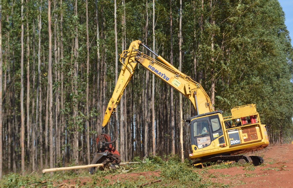 Área agrícola das empresas de celulose é totalmente mecanizada e utilizar o harvester para executar simultaneamente o corte, descascamento e empilhamento da madeira — Foto: Anderson Viegas/g1 MS