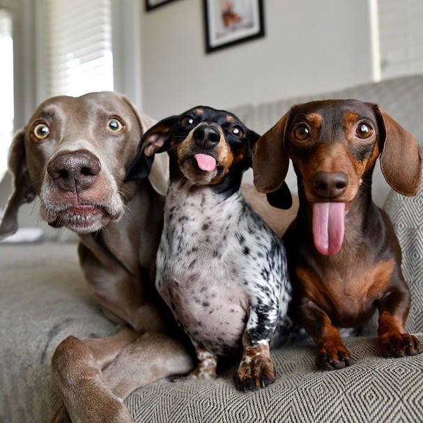 @harlowandsage (Foto: Instagram/Reprodução) @harlowandsage (Foto: Instagram/Reprodução)