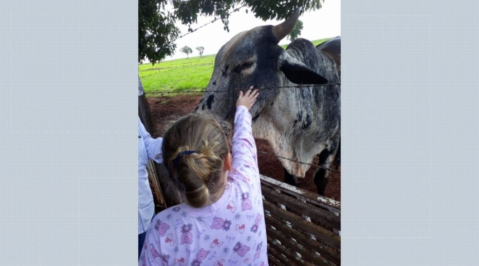 Bordado recebe carinho de menina em stio na zona rural de Ipu, SP  Foto: Arquivo pessoal/Divulgao