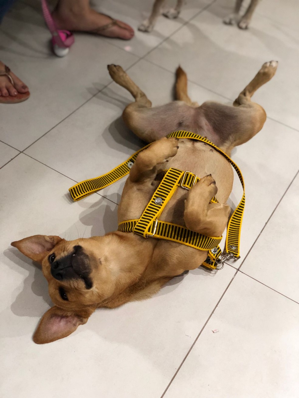 Mel é cuidada por uma família de Belo Horizonte — Foto: Arquivo Pessoal