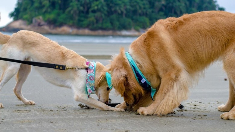 cachorros-golden-praia (Foto: Amanda Pais)