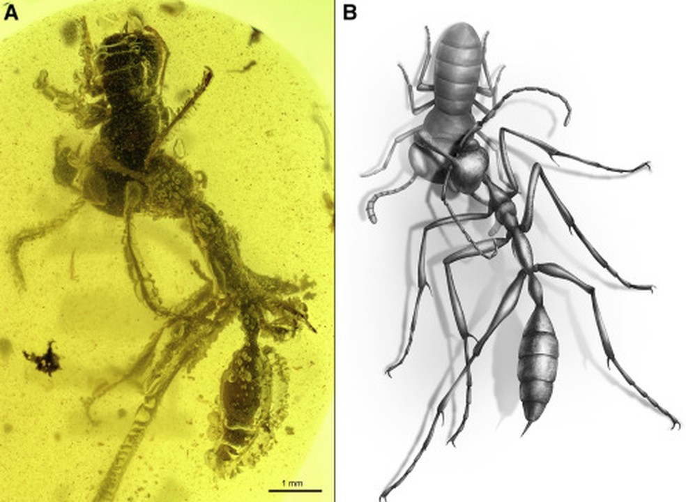 Exemplar da espécie 'Ceratomyrmex ellenbergeri' foi presa no âmbar enquanto atacava uma 'Caputoraptor elegans' (uma baratinha) há 99 milhões de anos — Foto: Reprodução/Current Biology