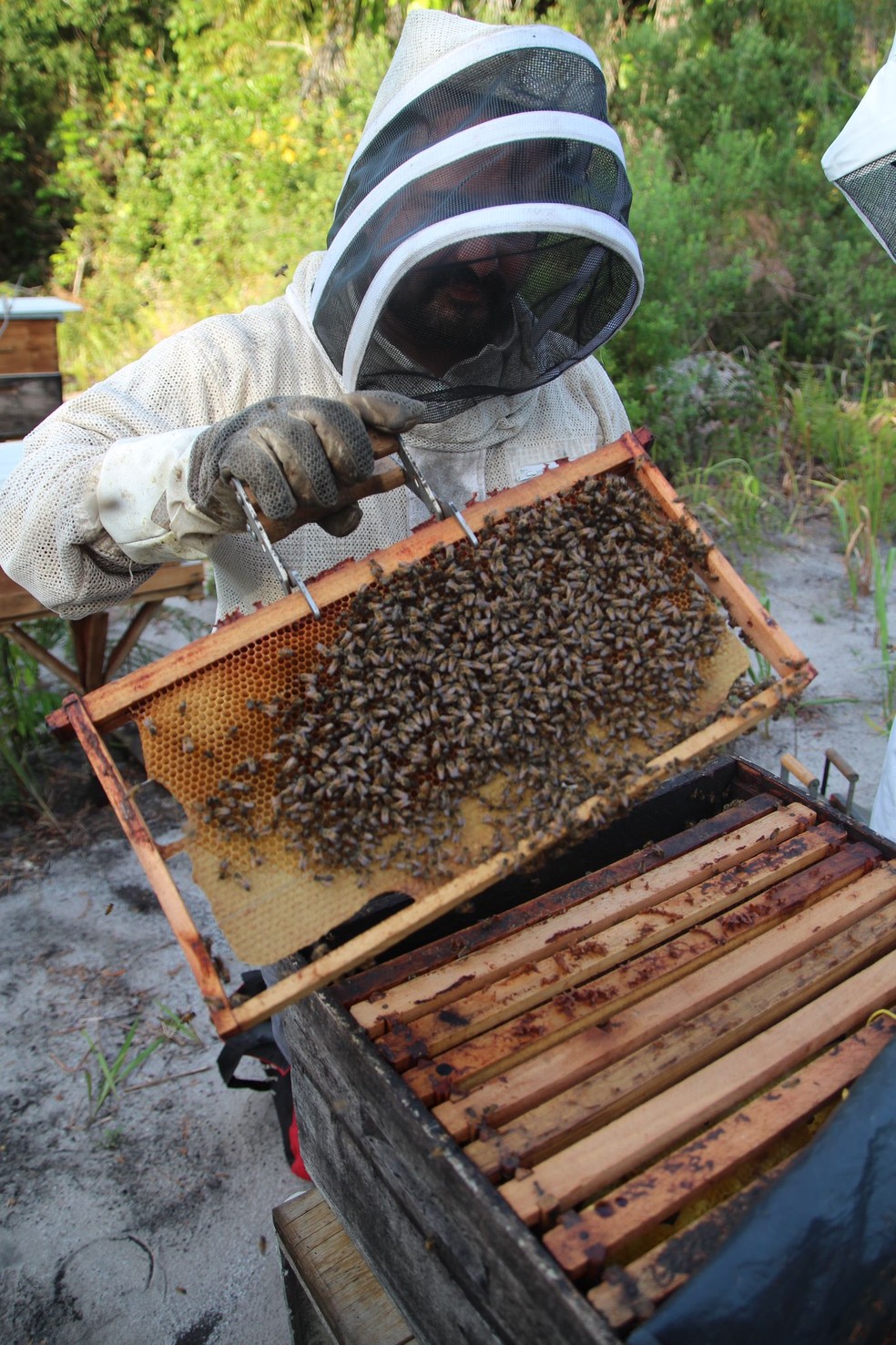 Jean-Philippe Marelli checando sua colmeia e a produção de seu mel ? Foto: Arquivo pessoal/Alfa Dolfini