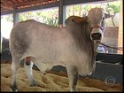 Exposição internacional de gado nelore reúne criadores em MG
