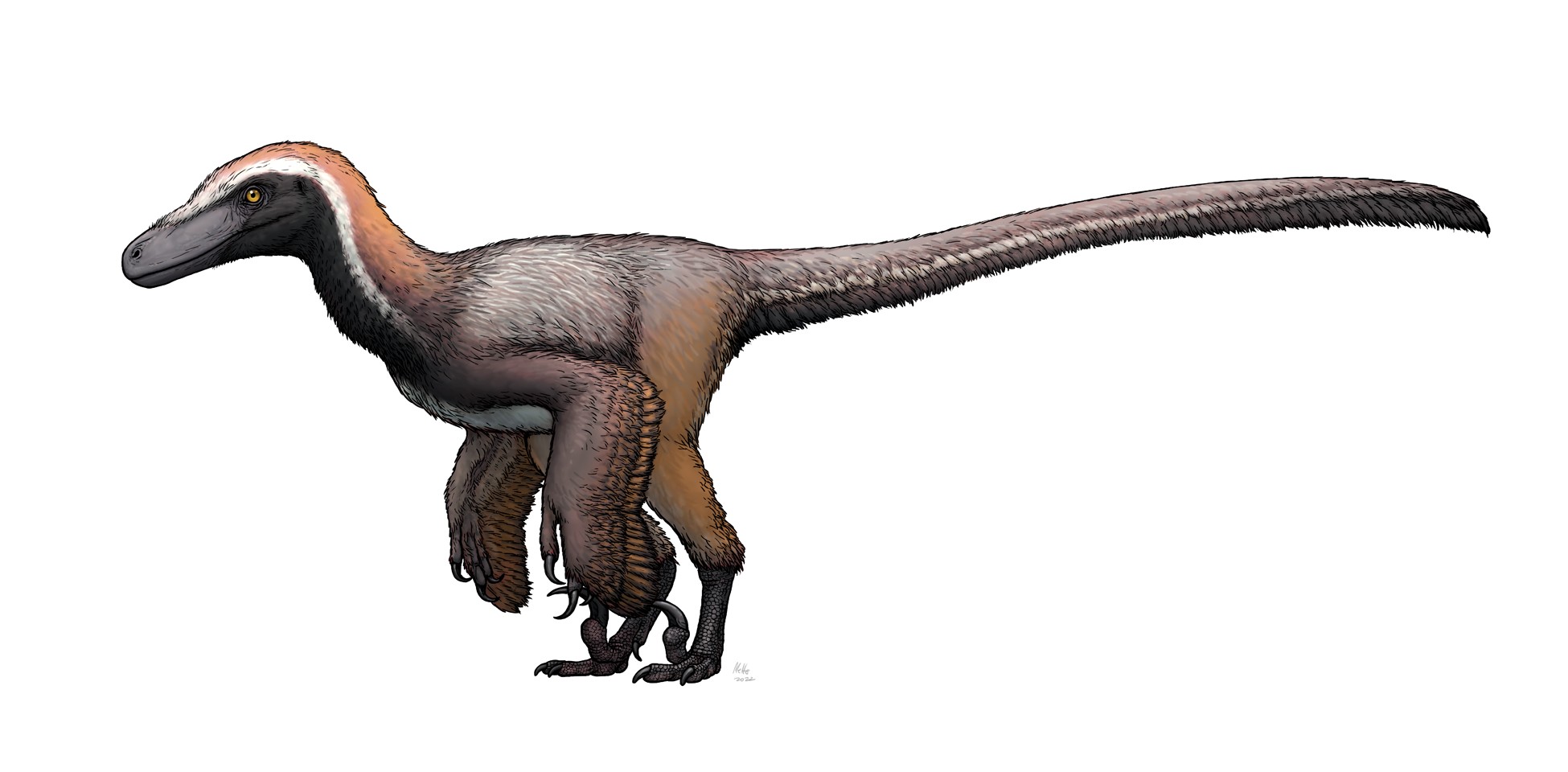Representação artística do Pyroraptor olympius (Foto: Wikimedia Commons)