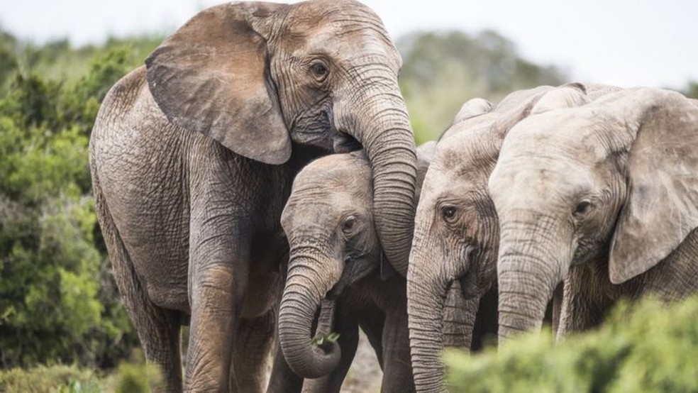 Os cientistas argumentam que a caça furtiva de marfim durante a guerra civil de Moçambique resultou no nascimento de mais fêmeas sem presas. — Foto: Getty Imagens/BBC