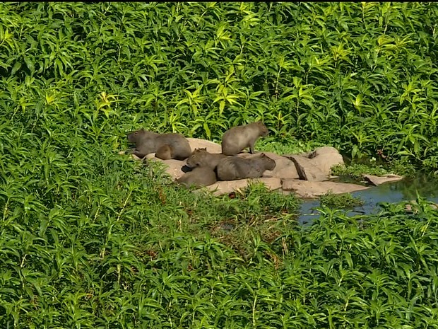 Capivaras são vistas com frequência no entorno da orla do Rio Piracicaba