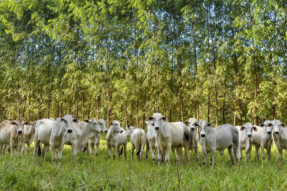 Agropecuária gerou empregos formais no Pará em 2018. — Foto: Fabiano Bastos/Divulgação